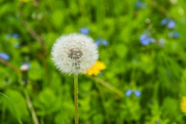 Yeşil bir tarlada beyaz tüylü karahindiba - yaz şablonu