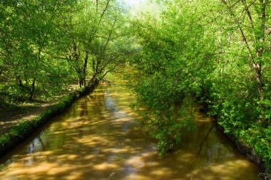 Orman arazisindeki eski bir kanal - romantik bir yaz kırsal alanı