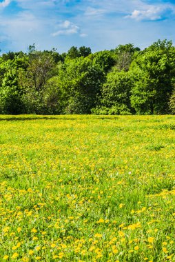 Sarı karahindiba tarlaları, ağaçlar ve arka planda bulutlar olan gökyüzü - güzel bahar manzarası