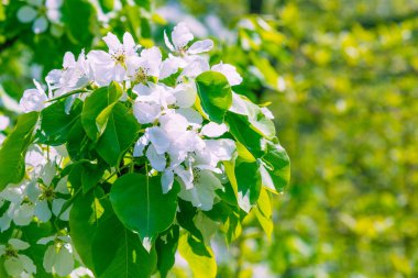 Yeşil arka planda çiçek açan güzel narin çiçekler - tebrik kartı şablonu