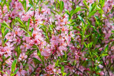 Pembe çiçekli ve yeşil yapraklı güzel sakura dalları