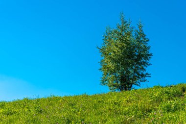 Tepedeki yalnız ağaç ve berrak mavi gökyüzü