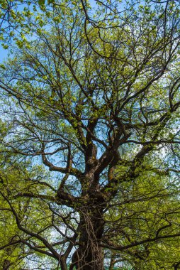 Baharda kocaman bir meşe ağacı. Yeni yapraklarla. Aşağıdan manzara.