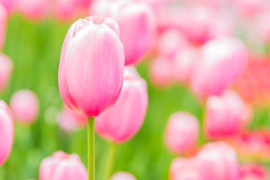 Güzel parlak pembe laleler - tebrik kartı şablonu, bahar deseni