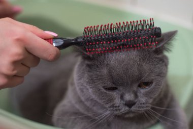 Kadın banyodaki lavaboda gri kediyi tarıyor.