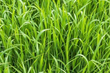 Yapraklar yakın plan - yeşil çiçek arkaplanı