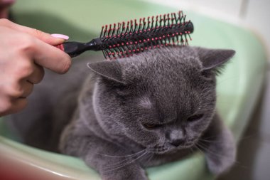 Kadın banyodaki lavaboda gri kediyi tarıyor.