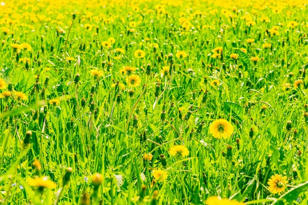 Krásné Květinové Letní Pozadí Zelená Tráva Kvetoucí Pampelišky Prázdném Poli — Stock fotografie