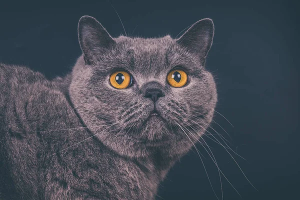 British blue cat surprised - close-up on a dark background
