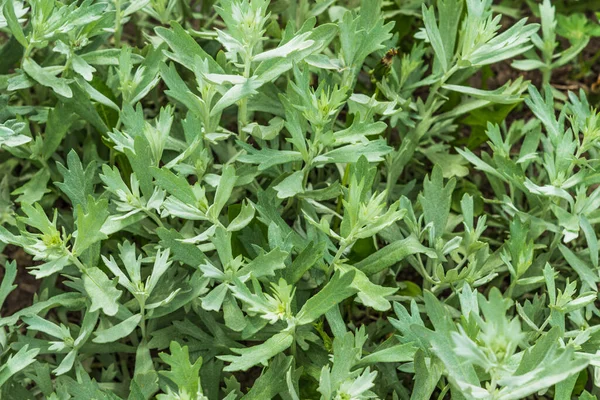 Malört Som Växer Trädgården Närbild — Stockfoto