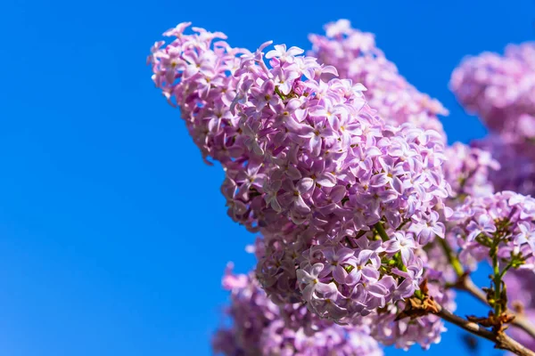 Une Branche Lilas Violet Fleuri Sur Fond Ciel Bleu Gros — Photo