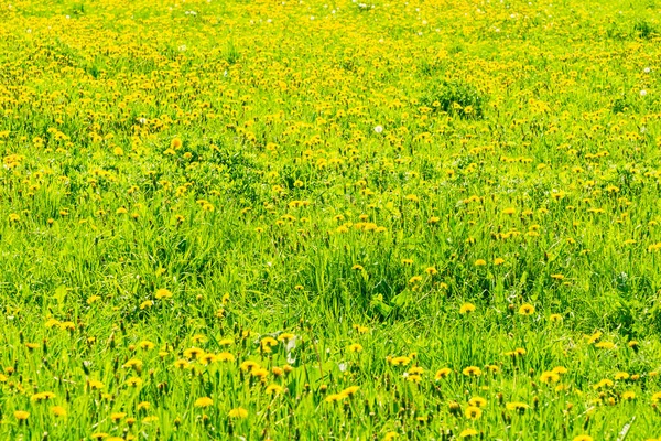 Vacker Blommig Sommar Bakgrund Grönt Gräs Och Blommande Maskrosor Ett — Stockfoto