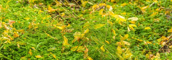 Jesienne Panoramiczne Naturalne Tło Żółte Złote Liście Jesieni Zielonej Trawie — Zdjęcie stockowe