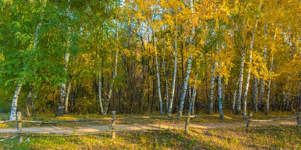 Podzimní Panoramatická Krajina Břízy Zelenými Jasně Zlatými Žlutými Listy Pěšinou — Stock fotografie