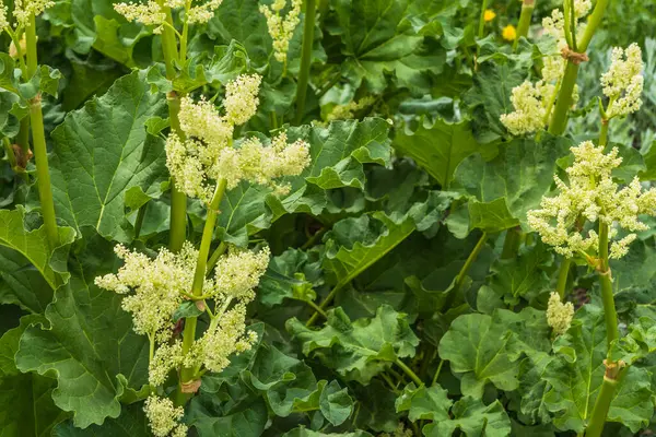 開花するルバーブハイブリッドクローズアップの茎 — ストック写真