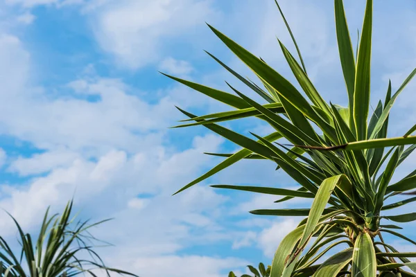 Feuilles Palmiers Contre Ciel Avec Vue Sur Les Nuages Bas — Photo