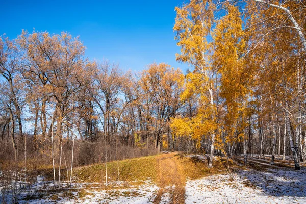 Beau Paysage Forestier Fin Automne Début Hiver Arbres Aux Feuilles — Photo