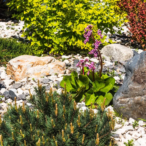 Diseño Del Paisaje Elementos Rocalla Piedras Plantas Coníferas —  Fotos de Stock