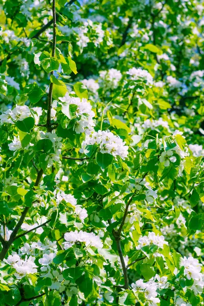 Belles Fleurs Délicates Pommier Fleurissant Avec Fond Vert Flou Modèle — Photo