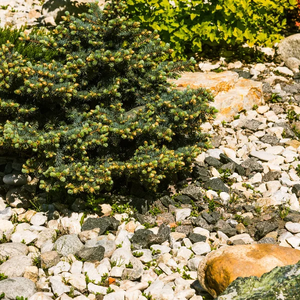 Landscape design - elements rockery, stones and coniferous plants