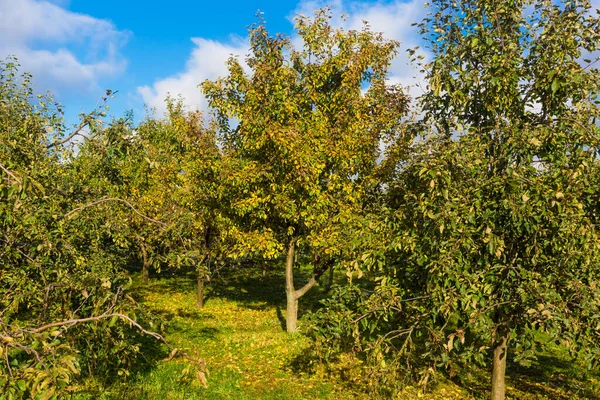 Яблоневый Сад Осенью — стоковое фото