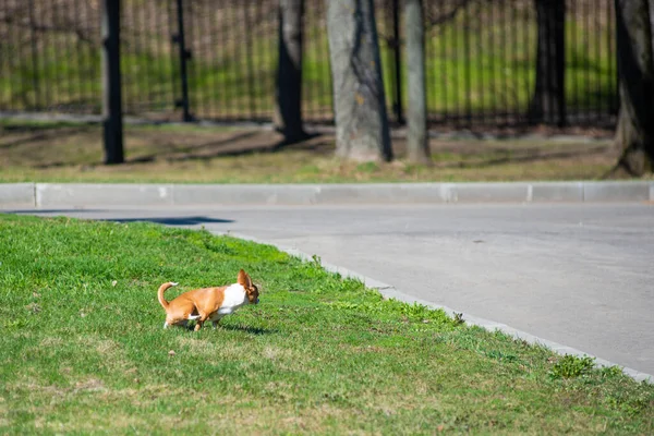 Küçük köpek çimlere işiyor.