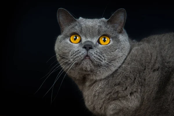 Ngiliz Mavi Kedisi Şaşırdı Koyu Bir Arka Planda Yakın Plan — Stok fotoğraf