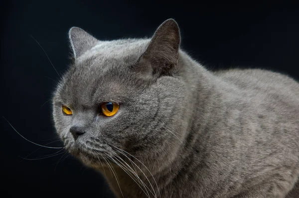 Ernste Britisch Blaue Katze Auf Dunklem Hintergrund — Stockfoto