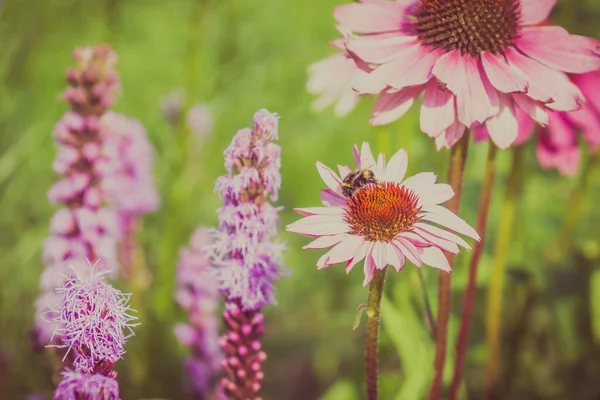 Květiny Echinacea Čmeláci Sbírají Nektar — Stock fotografie