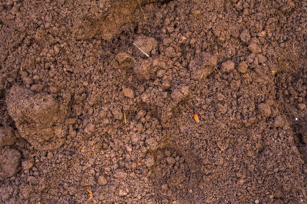 Sandy loam - soil background, texture