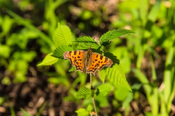 Beau Papillon Aglais Urticae Sur Fond Herbe Verte Gros Plan — Photo