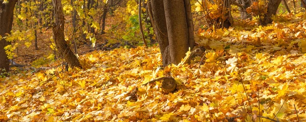 Autumn panoramic natural background - a carpet of autumn leaves on the ground in the forest among the trees