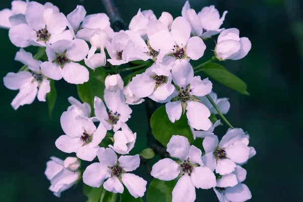 Branche Cerise Fleurs Fond Printemps Frais Naturel Pour Féliciter — Photo