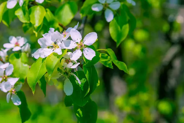 Mooie Delicate Bloemen Bloeiende Appelboom Met Groene Wazig Achtergrond Template — Stockfoto