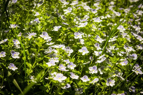Polana Dzikimi Kwiatami Wiosennym Lesie — Zdjęcie stockowe