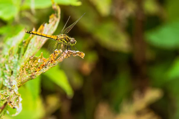 Hermosa Libélula Sobre Una Hoja Seca Bosque Cerca — Foto de Stock