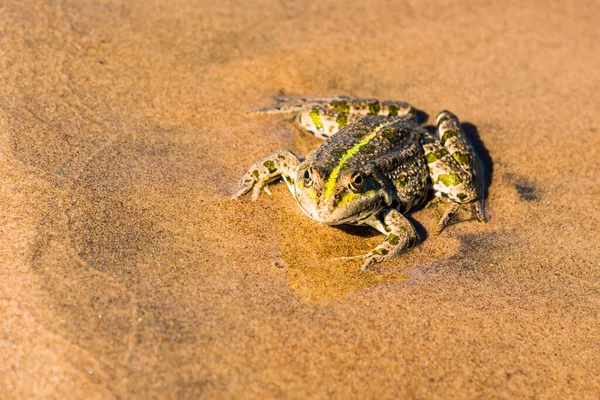 Βάτραχος Μια Αμμώδη Παραλία Κοντά — Φωτογραφία Αρχείου