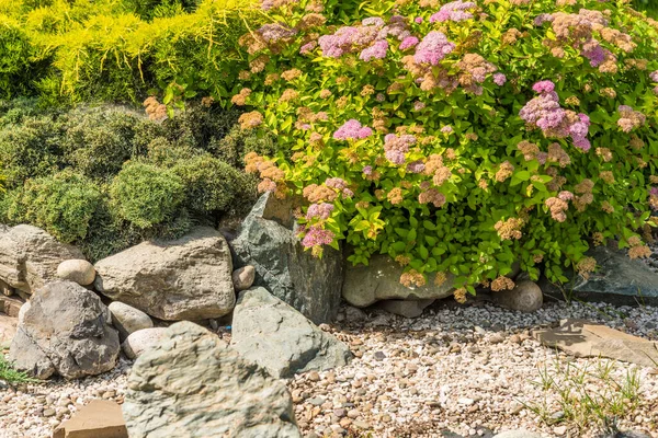 Elemento Diseño Del Paisaje Rocallas Con Plantas Montaña Piedras — Foto de Stock