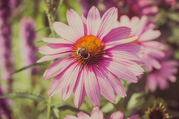 Echinacea Květiny Čmelák Sbírat Med Zblízka Makro Foto — Stock fotografie