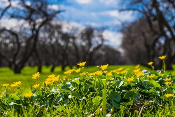 Krásné Květiny Kvetoucí Parku — Stock fotografie