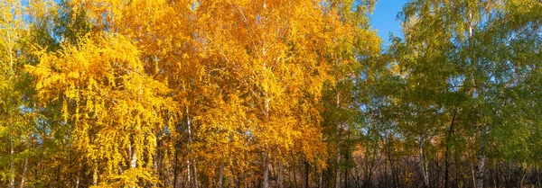 Autumn Panoramic Forest Background Birch Trees Bright Golden Yellow Leaves — Stock Photo, Image