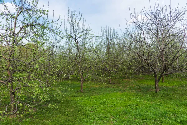 Jablečný Sad Jaře Jabloně Holými Větvemi Zelenou Trávou — Stock fotografie