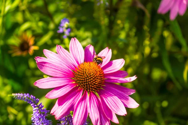 Čmelák Krásné Kvetoucí Echinacea Květ Zblízka Zeleném Pozadí Makro Jaro — Stock fotografie