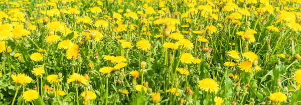 Přírodní Květinové Panoramatické Pozadí Louka Žlutými Pampeliškami — Stock fotografie