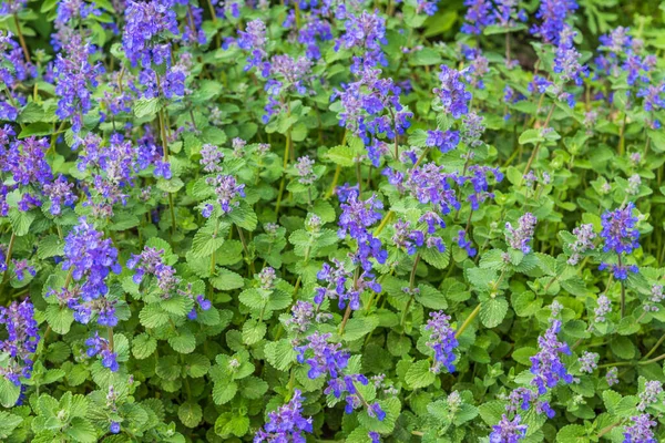 Kwiat Mięty Pieprzowej Niebieskimi Kwiatami Zbliżeniu Ogrodu — Zdjęcie stockowe