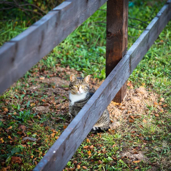 Gato Senta Perto Cerca Pátio Rural — Fotografia de Stock