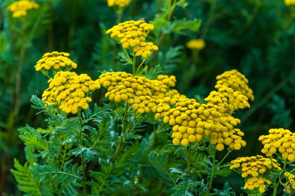 Floração Amarelo Tansy Jardim — Fotografia de Stock
