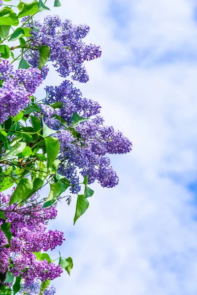 Branches Lilas Rose Violet Fleuri Contre Beau Ciel Espace Copie — Photo