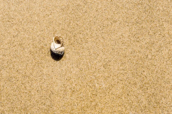 夏季纹理 透明的水 沙滩和一个小壳 顶部视图 复制空间 — 图库照片