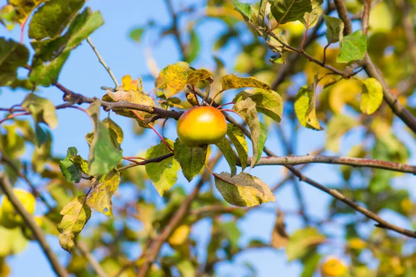 Mela Ramo Una Giornata Autunno Soleggiata — Foto Stock